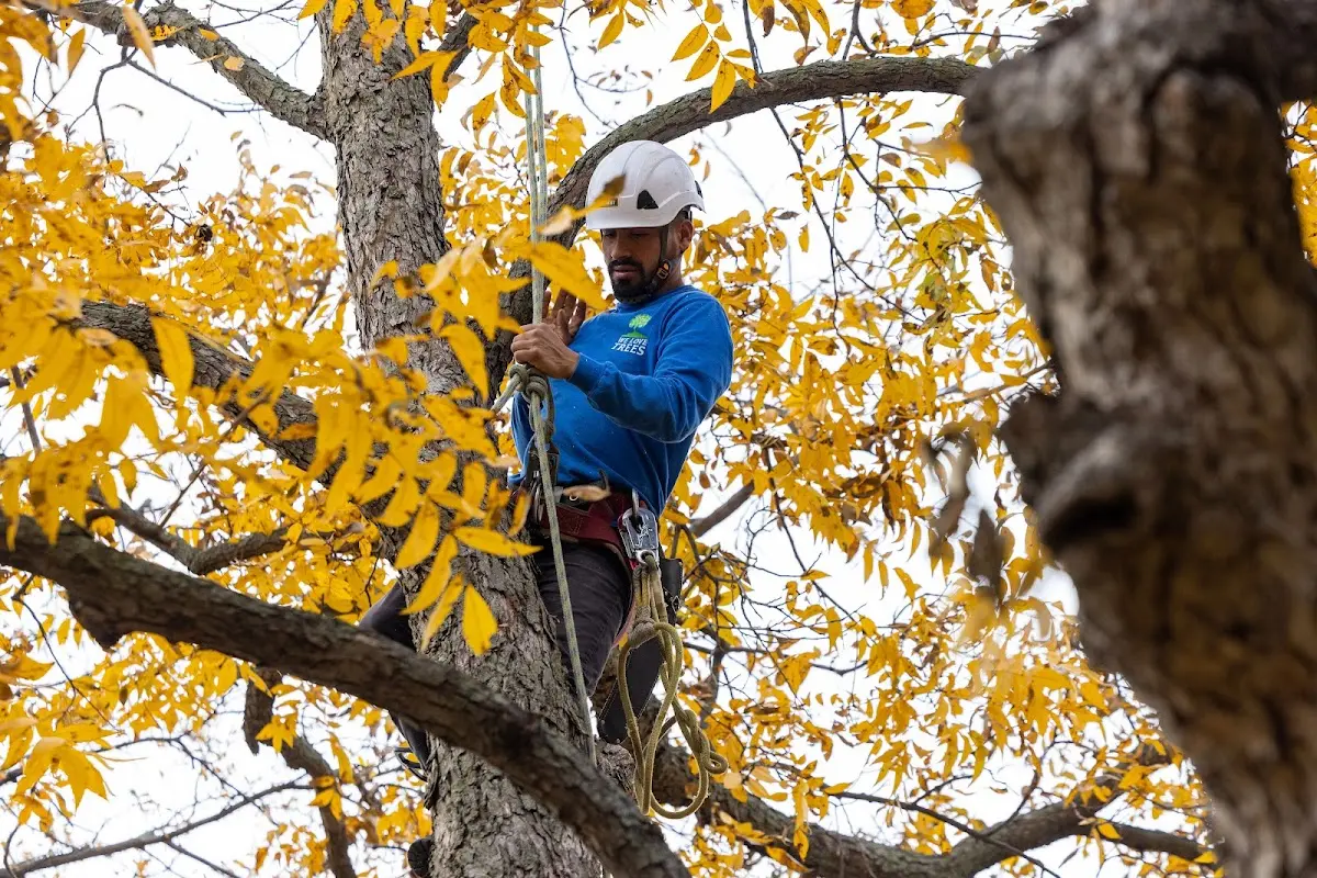 Skilled Storm Damage Cleanup crew working in Costilla
