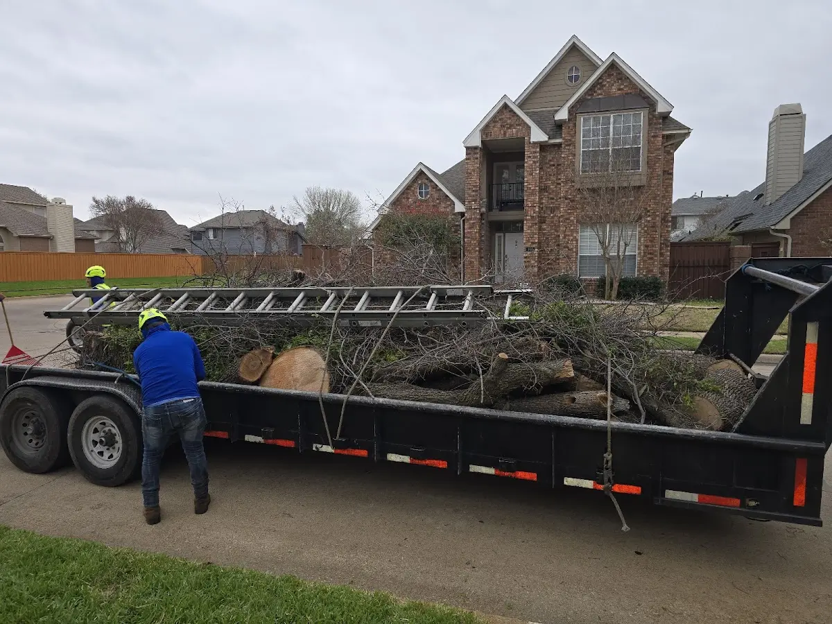 Expert Tree Pest Control with proper safety equipment in Costilla